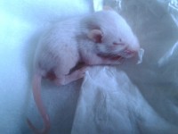 /album/animales-a-raudales/a2013-02-20-16-25-33-jpg/